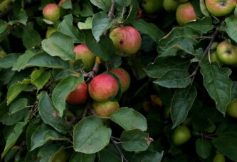Bakterioznoj plamenjači jabučastog voća pogoduje vlažno vreme