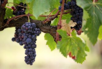 Kompanija “Rubin” iz Kruševca otkupljuje grožđe od poljoprivrednika