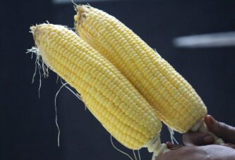 PIS: Zaštita kukuruza šećerca, kupusa i paprike