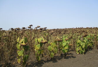 Otkupne cene suncokreta pokrenule lavinu nezadovoljstva zbog situacije u domaćem agraru