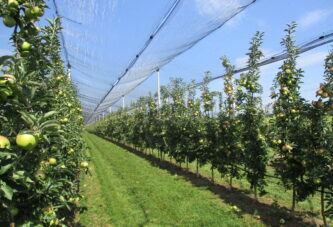 Rod jabuka 420.000 tona, raste izvoz