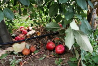 Užice: Monilia fructigena u zasadima jabuke