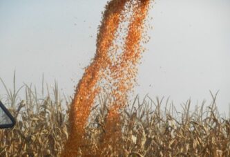 Robne rezerve kupuju dodatne količine merkantilnog kukuruza po ceni od 22 dinara za kilogram