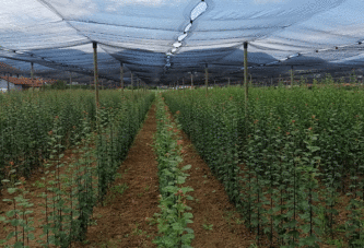 Čačanski Institut za voćarstvo pripremio 200.000 sadnica za novu sezonu