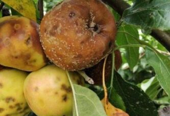 Negotin: Trulež ploda u zasadima jabuke