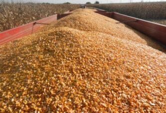 Robne rezerve: Otkup kukuruza - 1.000 tona po pravnom licu