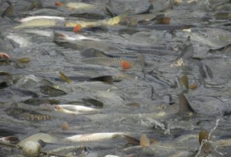 Potražnja za ribom u srednjem Banatu na istorijskom minimumu