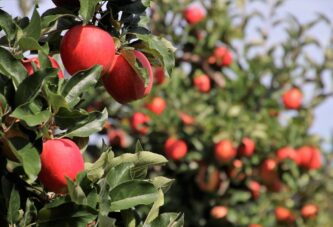 Autohtone sorte Srbije: Jabuka – kraljica voća i naš najveći izvozni brend