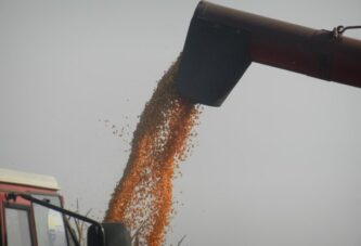 Korekcija cena kukuruza, uljana repica i soja na višegodišnjem maksimumu