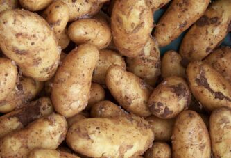 Traži se novo tržište ili mogućnost prerade krompira