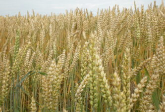 Proizvodnja pšenice do sezone 2025/26. – projekcija