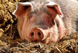 Samo će u Španiji i Rumuniji rasti proizvodnja svinja, kod ostalih priličan pad