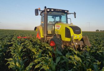 U Srbiji moguća nestašica nekih sorti semenskog kukuruza