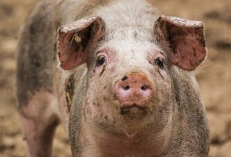 Nedimović: Moramo sprečiti afričku kugu svinja