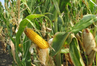 NS seme podelilo setveni kukuruz socijalno ugroženim domaćinstvima
