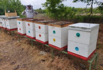 Počelo podnošenje zahteva za subvencije po košnici pčela