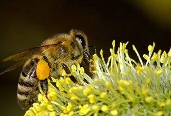 Pčelari iz Bača prvi u Srbiji dobiće digitalnu mapu pčelinjaka