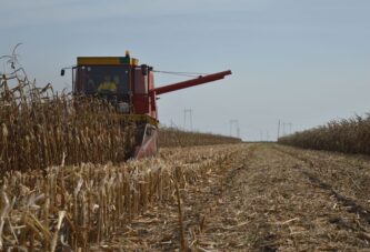 Pada cena pšenice – počinje “crni scenario” za prodaju