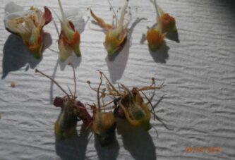 Uticaj kasnih prolećnih mrazeva na izmrzavanje cvetnih pupoljaka kajsije