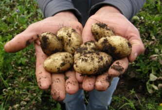 Uslovi za gajenje krompira