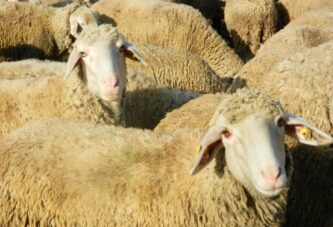 Dani ovčarstva 15. maja u Kragujevcu