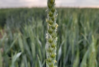 Zaštita pšenice od šturosti klasova - Fusarium graminearum