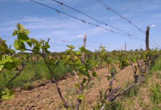 Vinogradari zaštitite vinove loze