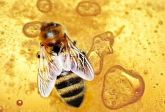 Svetski dan pčela – Radilice koje održavaju ekosistem