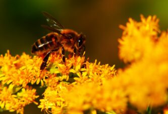 Pčele donose dobrobit i pčelarima i voćarima