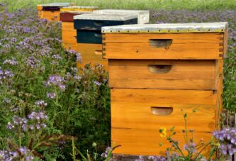 Božić: Sve više novca za unapređenje pčelarstva u Vojvodini