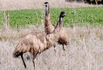 Uzgoj emua u Zrenjaninu - Par odraslih dostiže cenu od 1.200 EUR