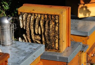 Novi Pazar: Za razvoj poljoprivrede 15 miliona dinara, od toga 2 miliona za pčelarstvo