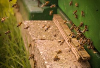 Kako sprečiti majsku bolest pčela?