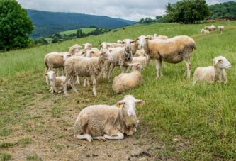 Kuršumlija: Za umatičenu ovcu 10.000 dinara iz opštinske kase