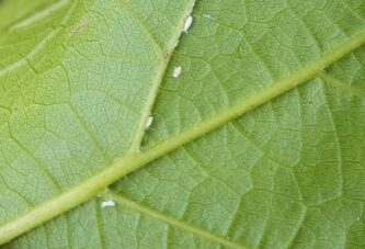 Zaštita vinove loze od cikade Scaphoideus titanus