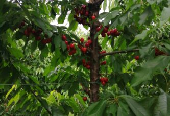 Veliki rizik od štetnih insekata u zasadima trešnje i višnje