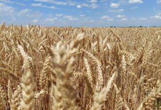 Robne rezerve: 10.000 tona merkantilne ovogodišnjeg roda za 5.555 tona semenske pšenice