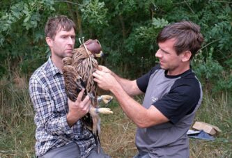 Dva mladunca orla krstaša po prvi put su obeležena satelitskim odašiljačima u Srbiji