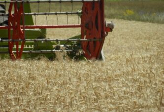 Robne rezerve kupuju 34.000 tona merkantilne pšenice po ceni 23,5 dinara