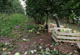 Pravilnik o izvozu zarobio jabuke u hladnjčama, a marketi ih uvoze iz Poljske