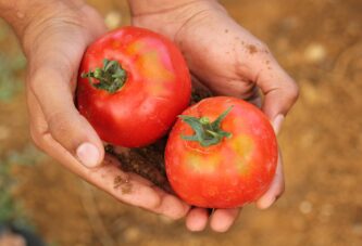 Nezadovoljni povrtari opet delili paradajz