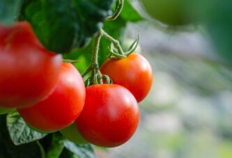 Leskovac: Posle protesta iz Ministrastva poljoprivrede najavili veću otkupnu cenu paradajza