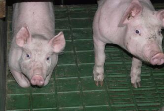 Zbog pandemije i pada cena u Srbiji 1,5 milion svinja manje