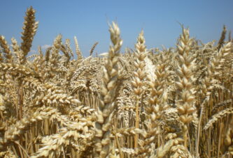 Robne rezerve: Razmena semenske za merkantilnu pšenicu roda 2021. i 2022. godine