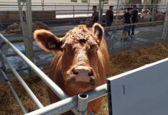 Poljoprivredni sajam: Četiri rase tovnih goveda u hali 12