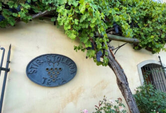 Najstarija vinova loza nalazi se u slovenačkom gradu Mariboru