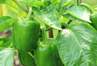 Zaštita useva paprike i kukuruza šećerca od treće generacije kuruznog plamenca i pamukove sovice