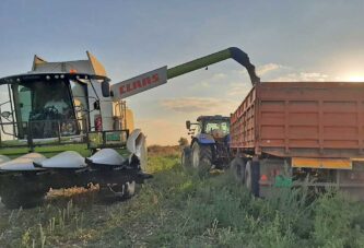 Srednji Banat: Prosečan prinos suncokreta oko tri tone po hektaru