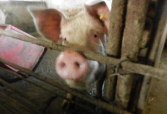 PKS: Održana obuka „Afrička kuga svinja i značaj biosigurnosnih mera u svinjarskoj proizvodnji“
