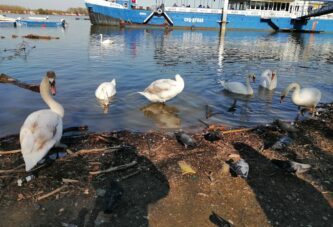 Zbog ptičjeg gripa na teritoriji Beograda bez sajmova živinarstva I ukrasnih ptica